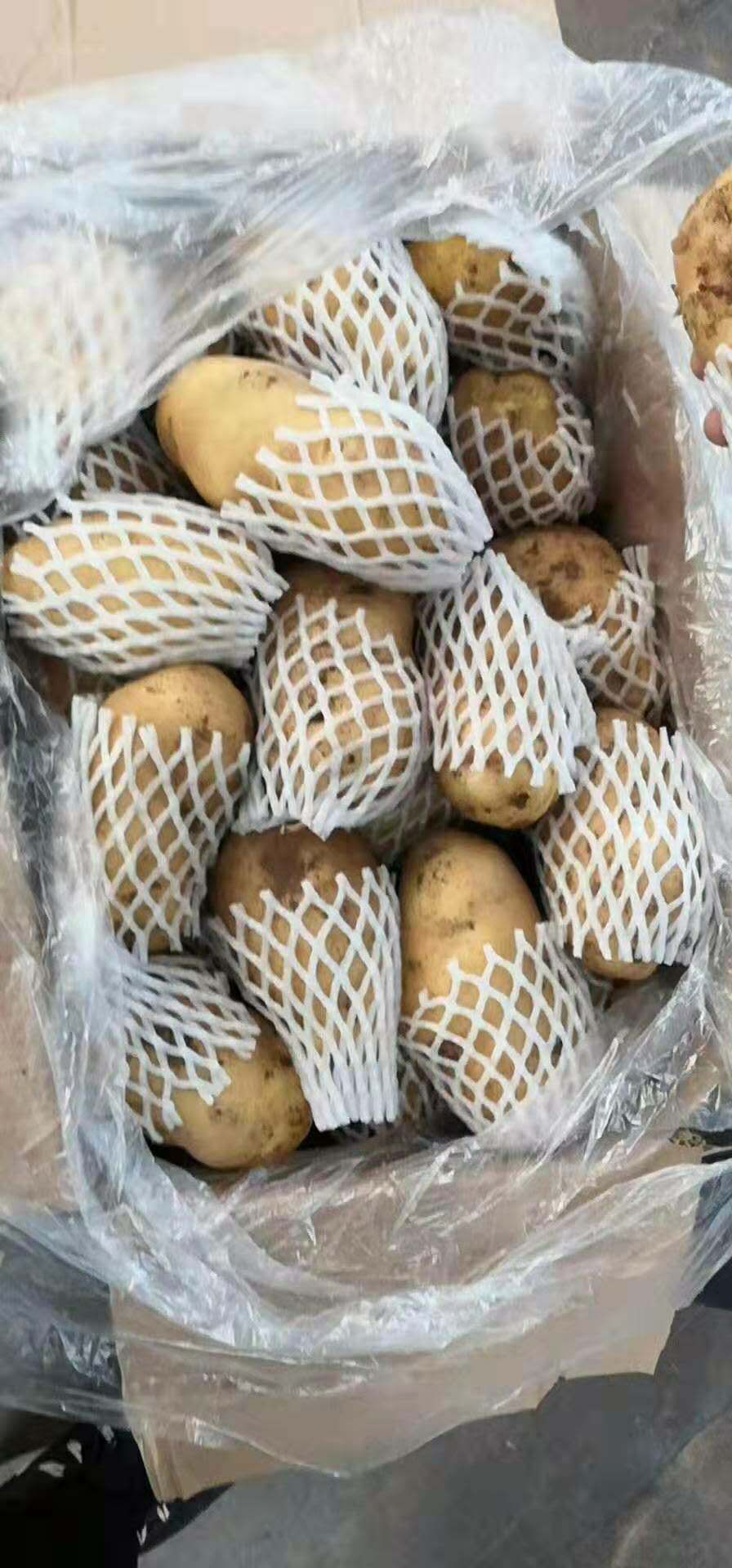 荷兰15  山东荷兰土豆箱装精品货，特大箱装土豆
