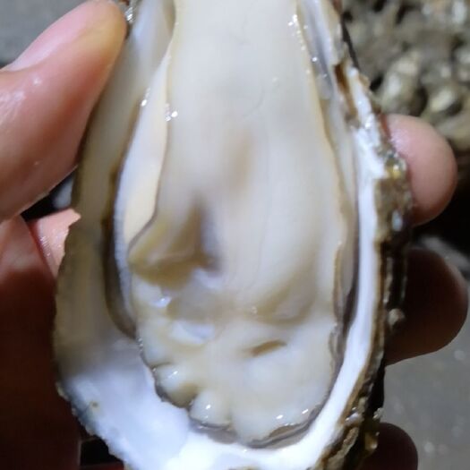 北海北海生蚝 北海肥蚝