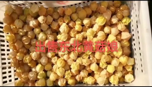 拜泉县 东北大黄菇娘