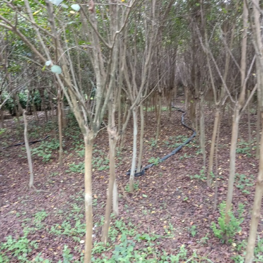 沭阳县 清货，自家地里种植紫薇清货处理超低价出手