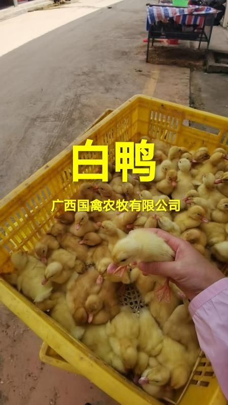 南宁 鸭苗樱桃谷肉鸭苗，桂柳鸭苗，白鸭苗，品种纯正，疫苗齐全