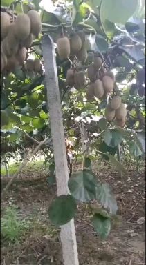 绿心猕猴桃 100~120克
