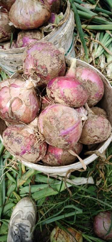 扁红洋葱  山东省聊城市莘县洋葱基地直供