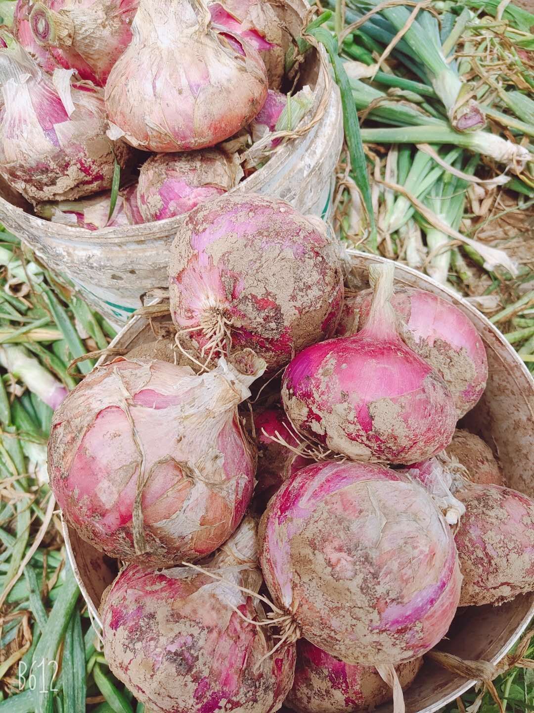 扁红洋葱  山东省聊城市莘县洋葱基地直供