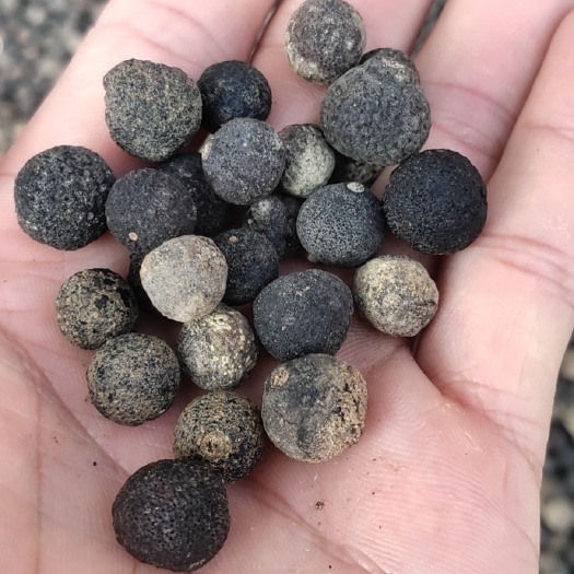 鹿寨县枳实 柑橘落地小果   量大  已经嗮干加工好