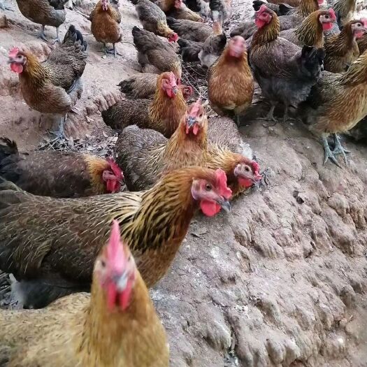 贵阳 云南贵州瑶鸡苗 价格可谈 有意者私聊 技术跟进保证成活率