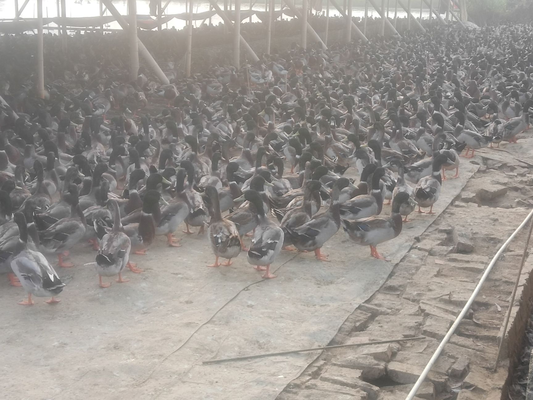 水鸭 靓小青头出售均重2.89斤，大的3斤多