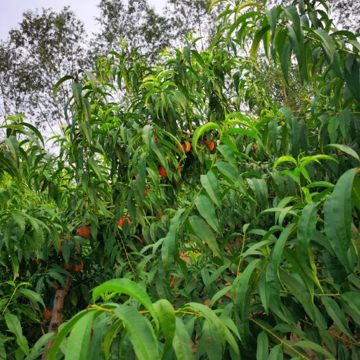 廊坊水蜜桃 绿化九大桃一个7-8两