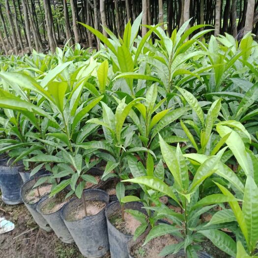 普宁市自家种植蛋黄果苗20—40高