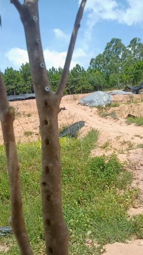 灵山县奇楠沉香树  沉香苗红金猊棋楠苗，品种正出香快