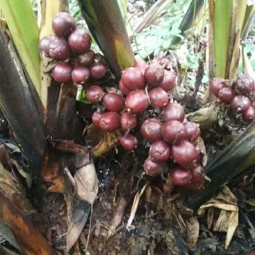 屏边县特香料AAA 新鲜草果