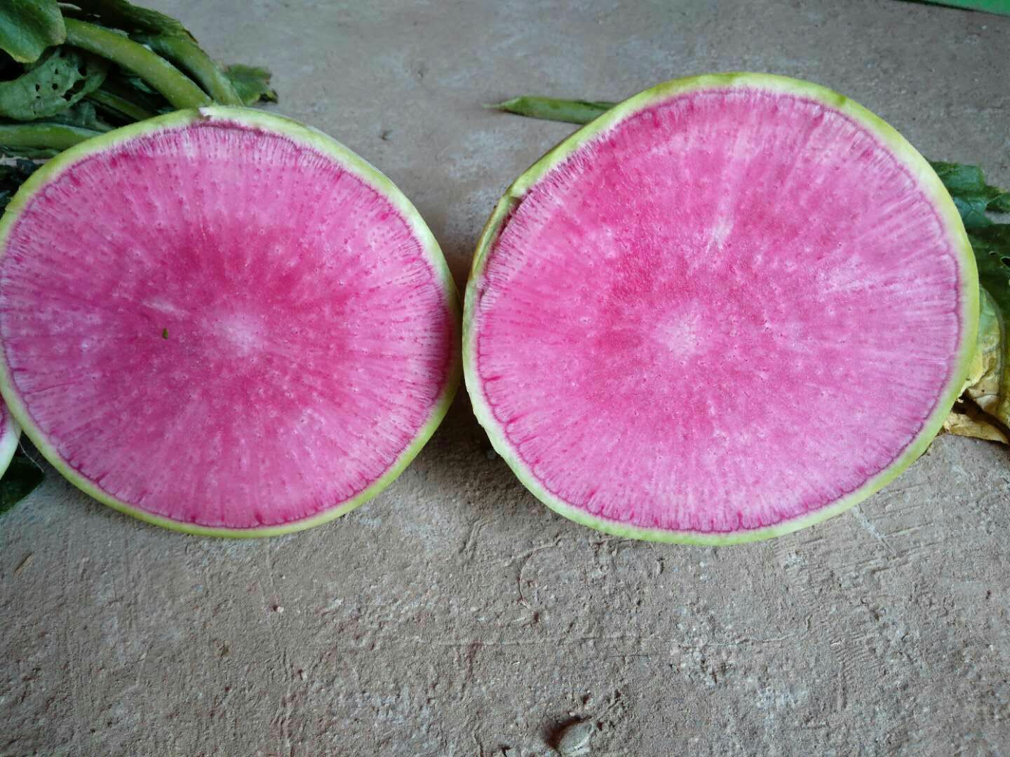  大量销售心里美萝卜