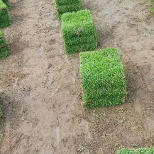 四会市草花 各种绿化草皮，大叶油草，草，马尼拉，兰引3号