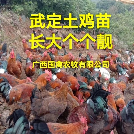 南宁武定鸡苗 武定土鸡，品种纯正，疫苗齐全