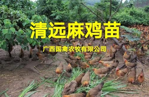 南宁 清远麻鸡苗，品种纯正，疫苗齐全