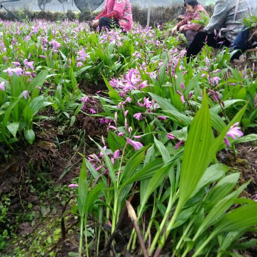 内江紫花白芨苗 紫花白及苗（内江白及）供货