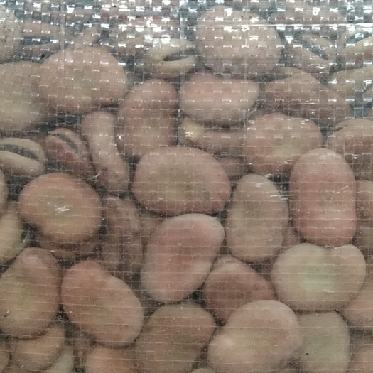 寻甸县 云南蚕豆质优价美