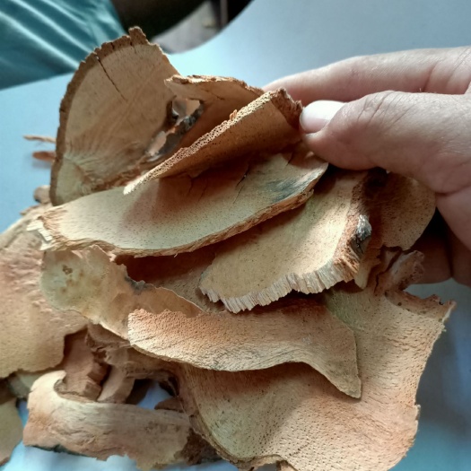 玉林 猕猴桃根，雄洋桃根杨桃根刀口雄杨桃根石苇