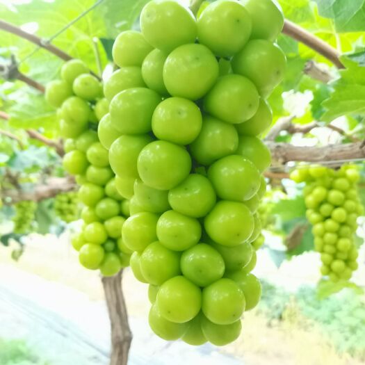 常州 阳光玫瑰大量上市