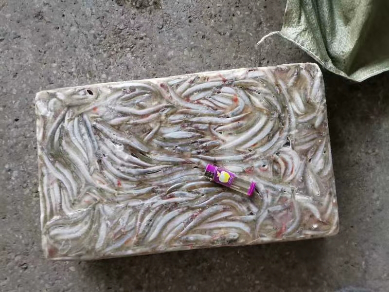 饲料鱼沙里钻鱼沙里钻