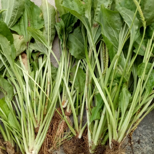 宁强县食用车前草   食品