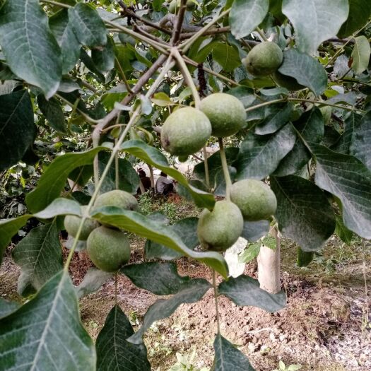 阿瓦提县青皮核桃 30mm以上 散装 6-12个月