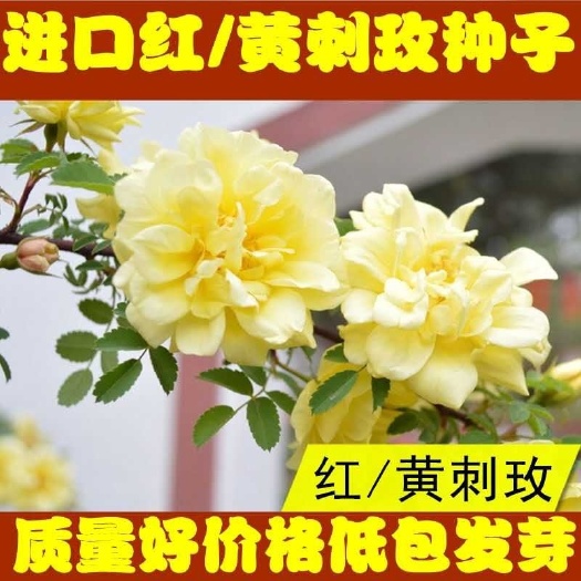 宿迁 红刺玫种子黄刺玫种子刺玫花刺玖花黄刺莓破皮刺玫蔷薇籽种子