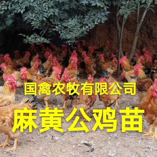 南宁 K9麻黄鸡苗，品种纯正，疫苗齐全