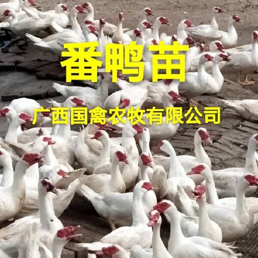 南宁 番鸭苗，品种纯正，疫苗齐全