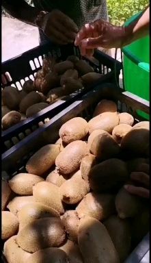 绿心猕猴桃 100~120克