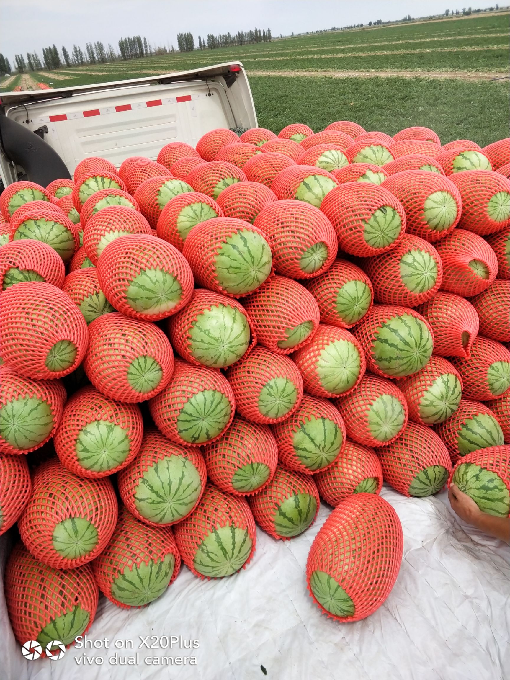 金城五号西瓜种子  新疆吐鲁番昌吉哈密西瓜发往全国  大金城  大安农 大量发货