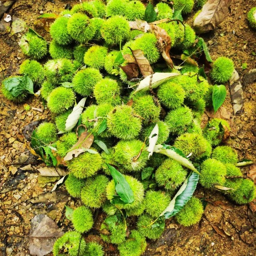 金寨县大别山板栗颗粒饱满，色泽鲜艳口感酥