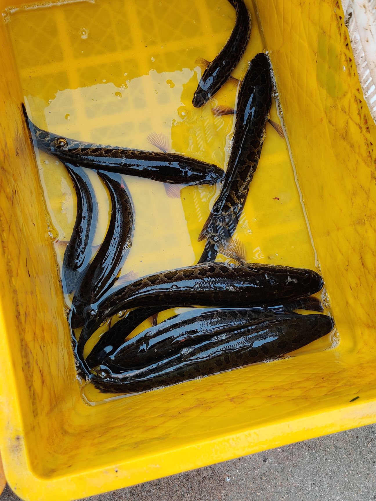 黑鱼广西上思县长期供应花鱼乌鱼公23母20一斤一条两斤以上