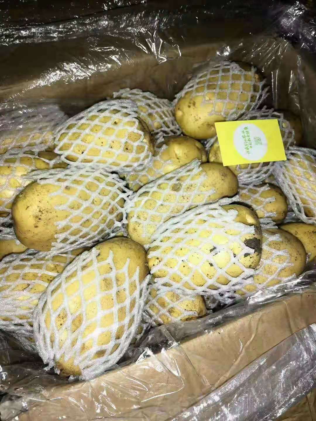 荷兰15  山东荷兰土豆箱装精品货，特大箱装土豆
