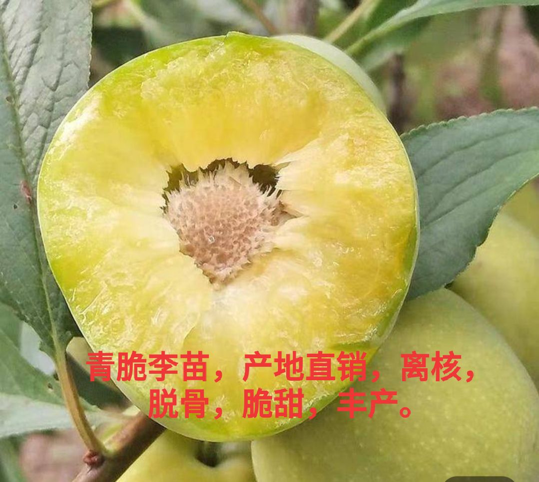青脆李优系 ，四川青脆李树苗，青脆李子苗，四川李子苗
