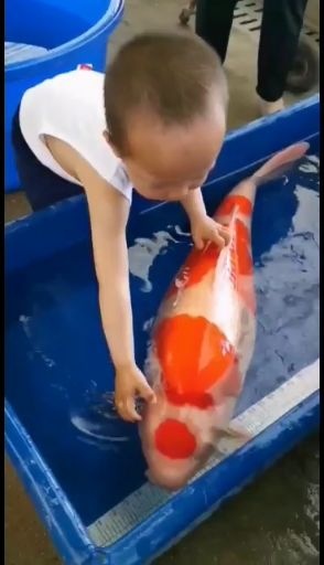 绵竹市锦鲤鱼苗 锦鲤，只做精品