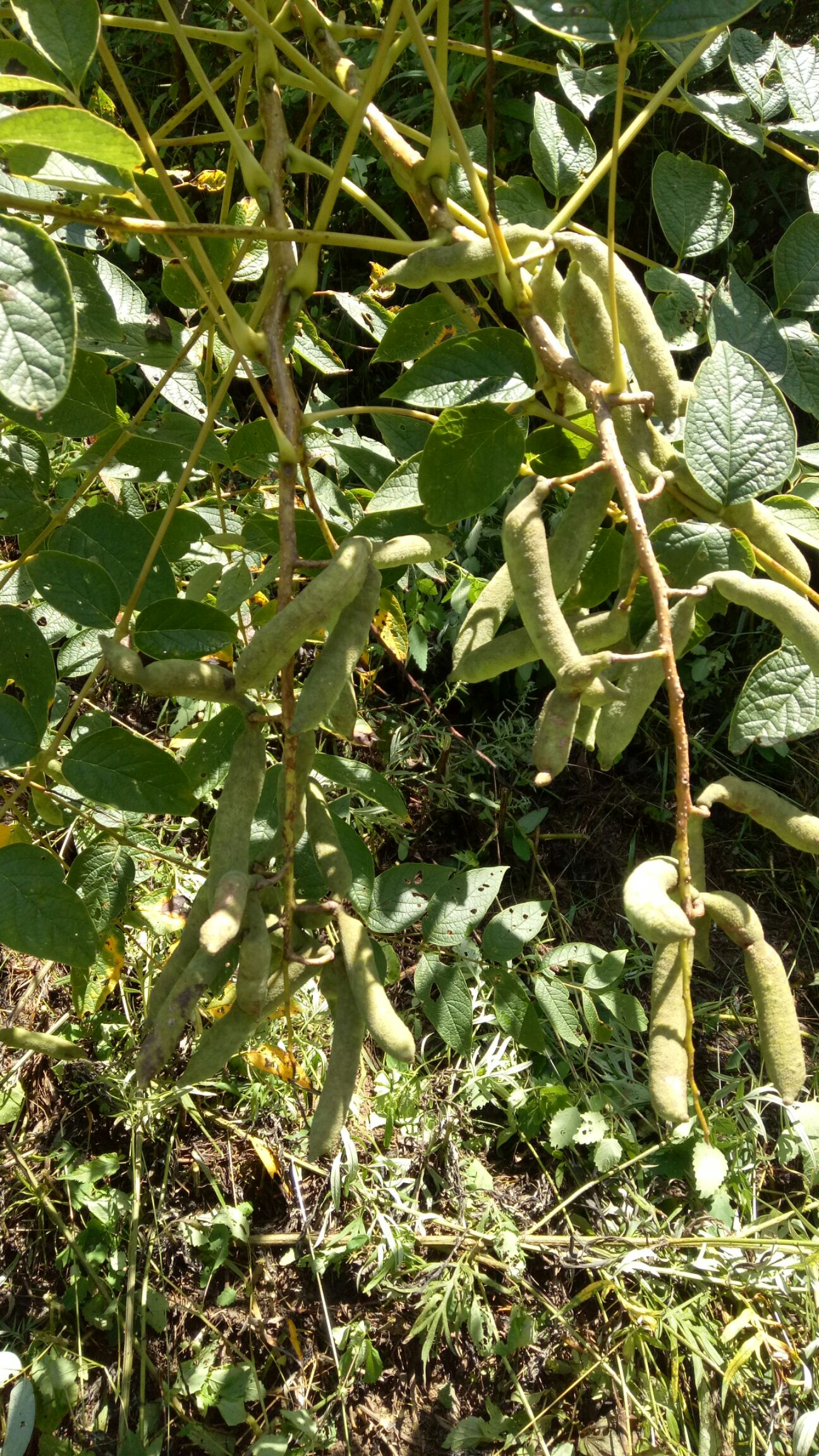 猫屎瓜  水果猫腻   已上市  又名山黄瓜   猫屎