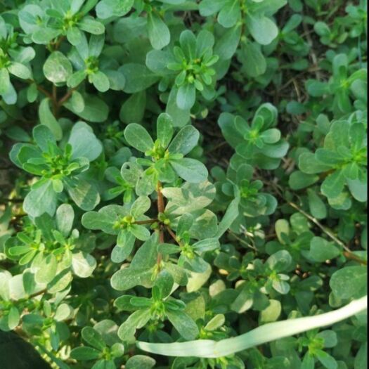  马齿苋种植基地，欢迎采购考察