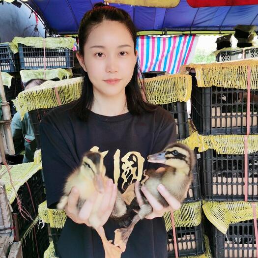 南宁 产蛋王绿壳蛋鸭苗小鸭苗半斤麻鸭苗小鸭苗活体宠物零售麻鸭苗种蛋