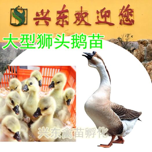 汕头 大型狮头鹅苗 3个月可以长到15斤左右 出栏快