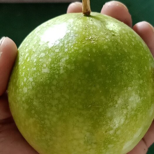 武平县 最香最甜的黄金百香果