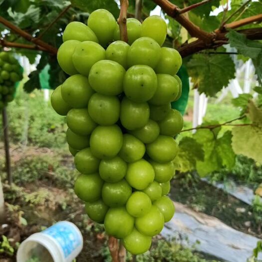 临沭县 正宗甜蜜蓝宝石葡萄苗，阳光玫瑰葡萄苗，自家苗品质保证