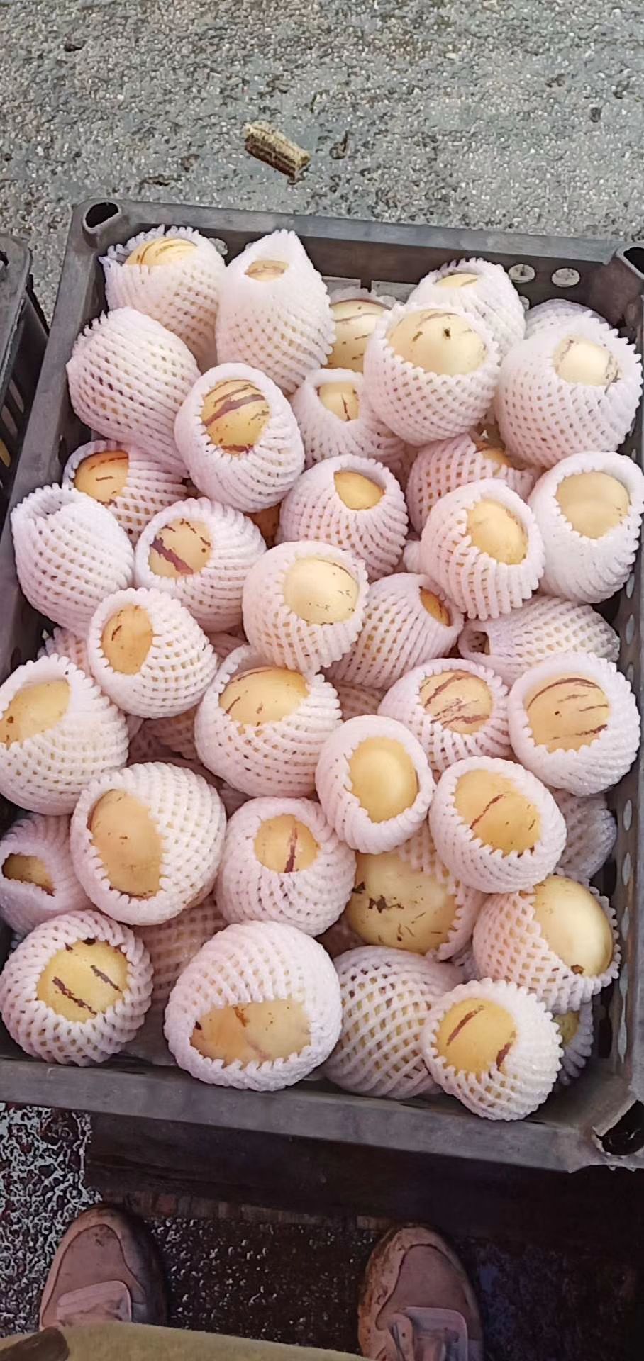  云南石林人参果零售，批发，现摘现发，全国发货