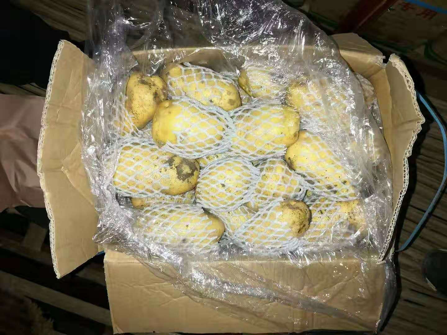 荷兰15  山东荷兰土豆箱装精品货，特大箱装土豆