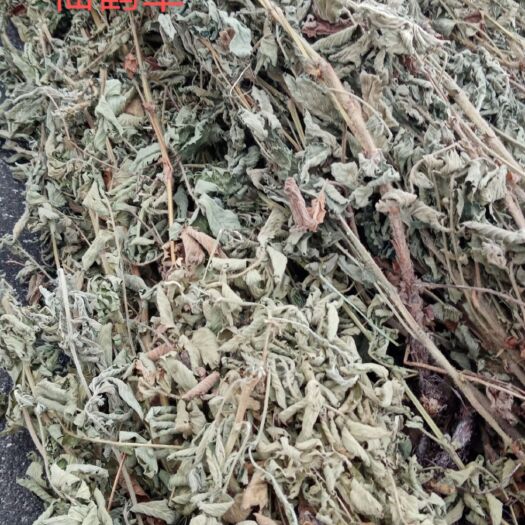 剑阁县仙鹤草 老鹤草  色绿