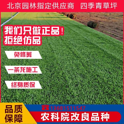 北京草坪种子 北京草坪基地销售草坪草籽竹子月季宿根花卉庭院绿化施工