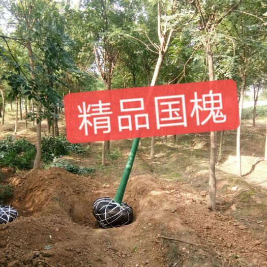 绛县原生国槐 精品8公分国槐，树形优美，正在热卖产品