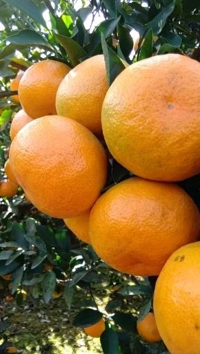 兴山县特早蜜桔  特早蜜橘自家果园一手好货
