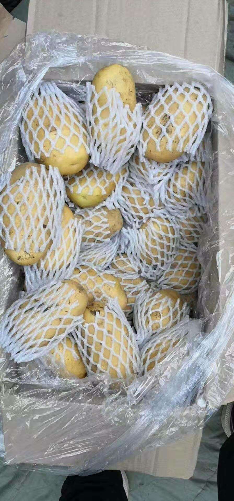 荷兰15  山东荷兰土豆箱装精品货，特大箱装土豆