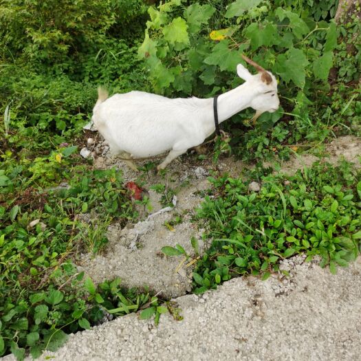 新晃县贵州白山羊  湘西白山羊，农场直销